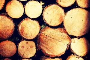 Legno